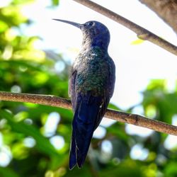 Close-up of bird perching on a branch