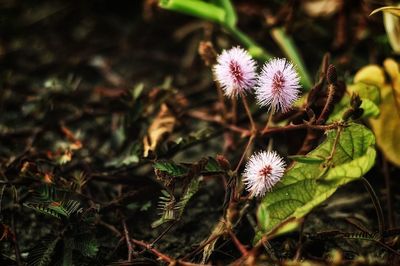 High angle view of flowering plant on field