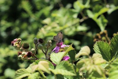 Close-up of butterfly pollinating on purple flower