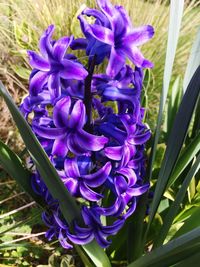 Close-up of purple flowers blooming outdoors