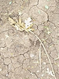High angle view of dry leaf on field