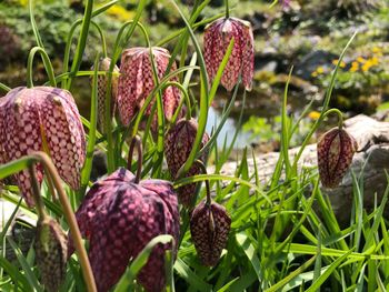 Close-up of flowering plants on field