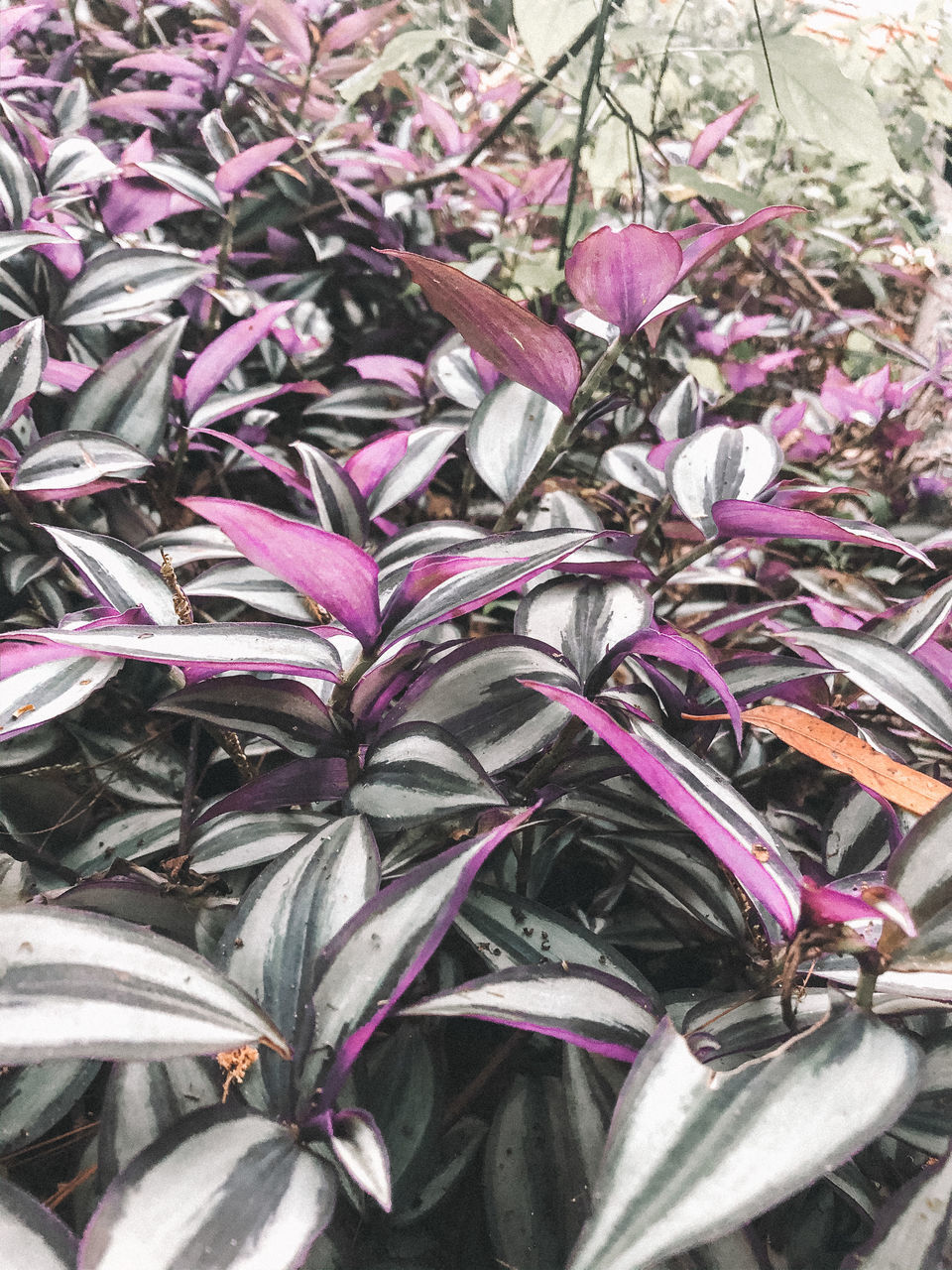 backgrounds, full frame, no people, close-up, plant, day, abundance, nature, plant part, large group of objects, leaf, high angle view, beauty in nature, outdoors, freshness, still life, purple, growth, metal, pink color, silver colored