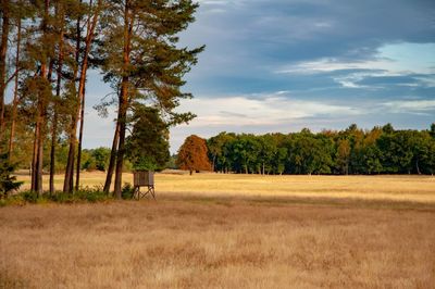 Trees on field against sky