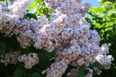 Close-up of flowers on tree