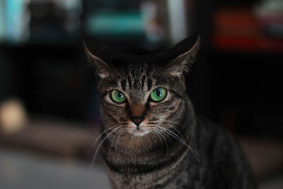 Close-up portrait of tabby cat