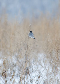 Gray bullfinch on the twig