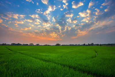 Scenic view of rice field against sky during sunset