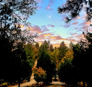 Silhouette trees in forest against sky during sunset