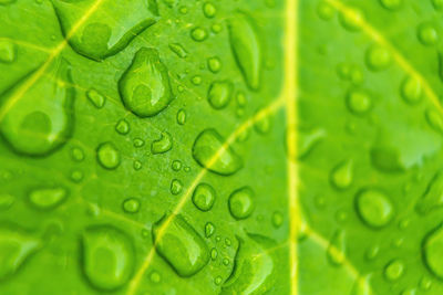 Macro shot of water drops on leaf