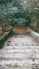 Boardwalk amidst plants