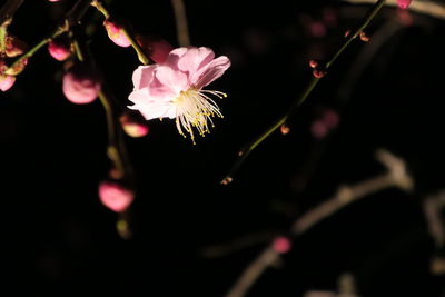 Close-up of pink flowers at night