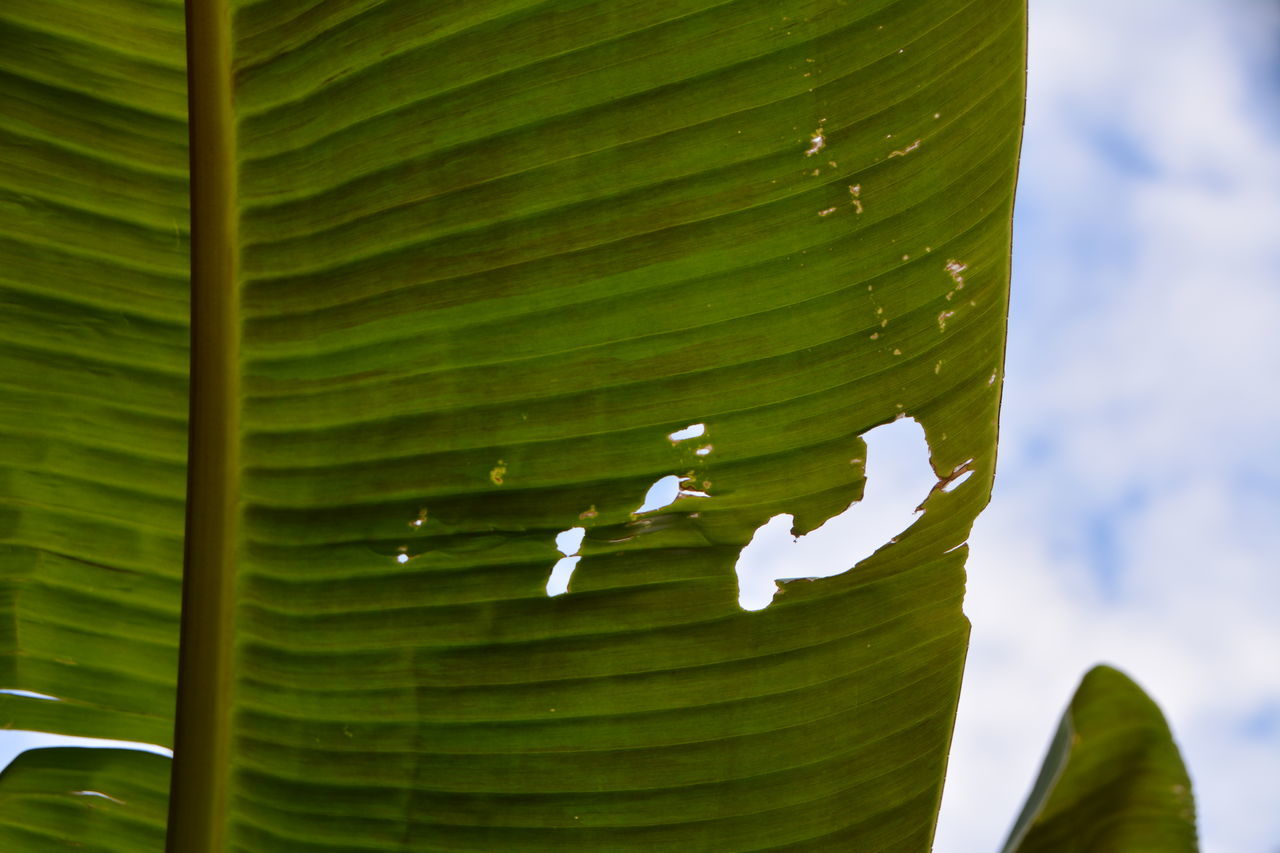 CLOSE-UP OF LEAF ON GREEN LEAVES