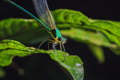 Close-up of butterfly on leaf