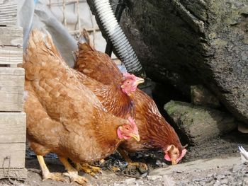 Chickens feeding