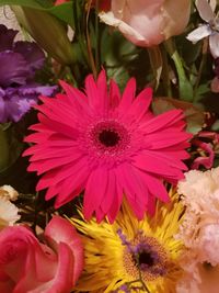 Close-up of pink daisy flower