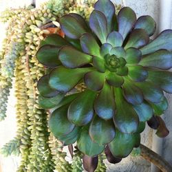 Close-up of succulent plant