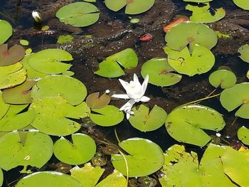 Leaves floating on water