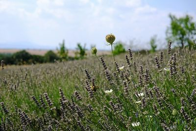 Close-up of flowering plant on field against sky