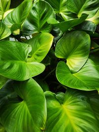 High angle view of green leaves