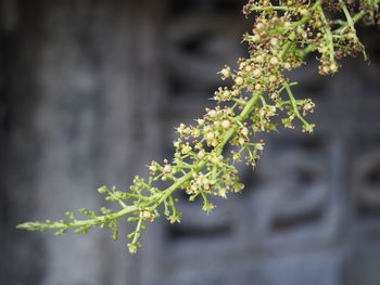 Close-up of flower plant in winter