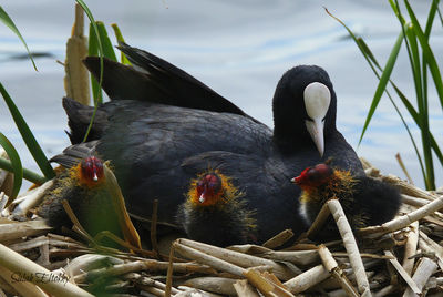 Close-up of coot family in nest