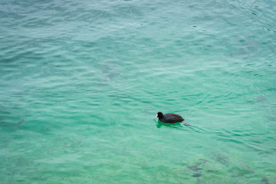 High angle view of bird swimming in pool