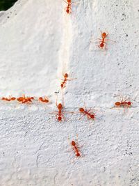 High angle view of orange on wall