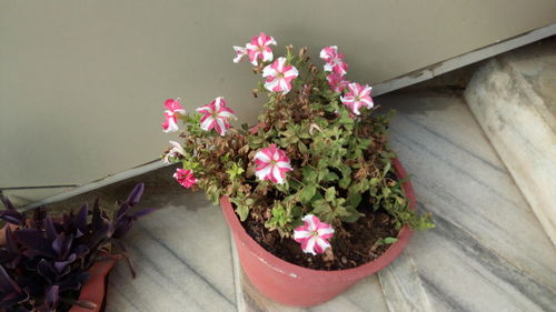 High angle view of potted plant