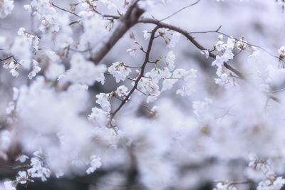 Close-up of cherry blossom tree