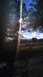 Sunlight streaming through trees on landscape