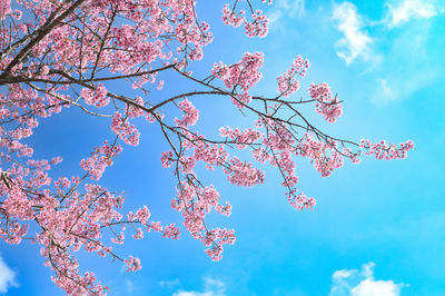 Low angle view of cherry blossoms against sky