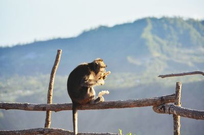 Close-up of bird perching on mountain against sky