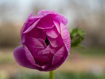 Close-up of pink flower