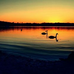 Silhouette birds flying over lake against sky during sunset