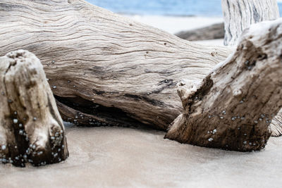 Close-up of driftwood on snow