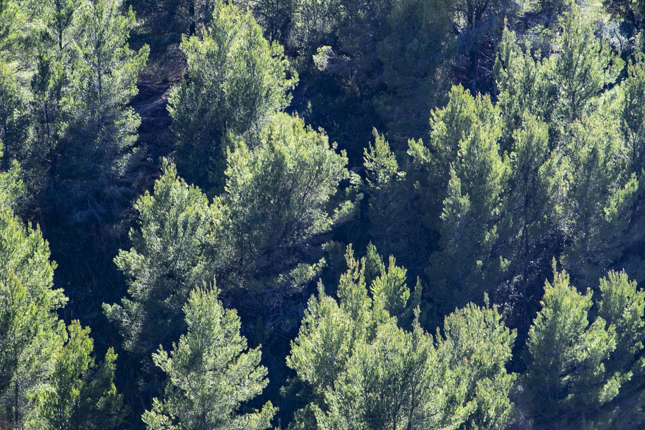 HIGH ANGLE VIEW OF PLANTS GROWING ON LAND