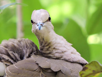 Close-up portrait of dove