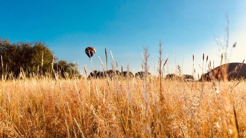 Plants growing on field against sky