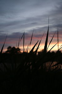 Close-up of silhouette grass on field against sky at sunset