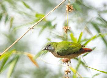 Close-up of bird perching on tree