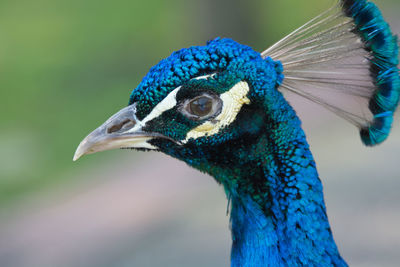 Close-up side view of a peacock