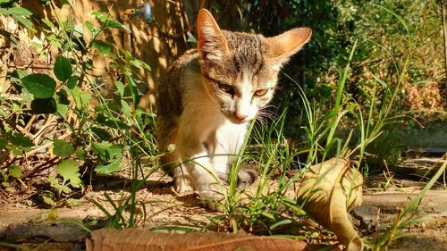 Cat by plants