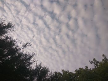 Low angle view of trees against sky