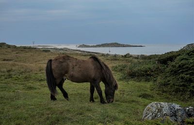 Horse grazing on field against sky
