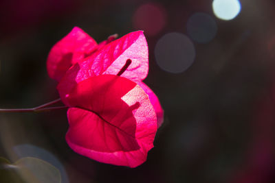 Close-up of pink flowers