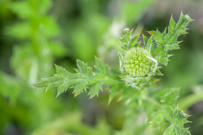 Close-up of fresh green leaves on plant