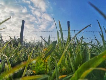 Close-up of grass on field against sky