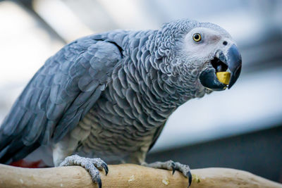 Close-up of parrot