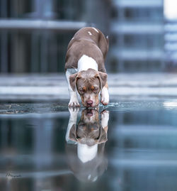 Portrait of dog with reflection in water